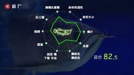 龍魚撞傷背部鱗片vs祥龍魚場：龍魚撞傷背部鱗片vs祥龍魚場評價如何處理龍魚背鰭受損如何處理 vs祥龍魚場 第2張