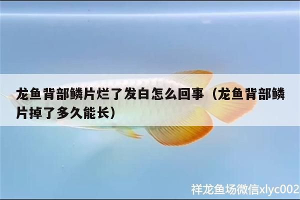 龍魚撞傷背部鱗片vs祥龍魚場：龍魚撞傷背部鱗片vs祥龍魚場評價如何處理龍魚背鰭受損如何處理 vs祥龍魚場 第3張