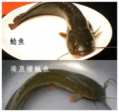 龍魚和哪些魚可以一起養(yǎng)：如何確保龍魚與其他魚類的健康共生？ 水族問答 第2張