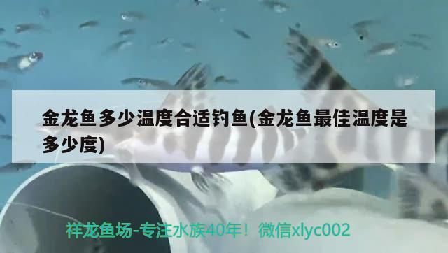 龍魚魚缸溫度多少合適冬天養(yǎng)魚vs祥龍魚場：冬季養(yǎng)龍魚注意事項祥龍魚場評價如何龍魚適宜水溫范圍 vs祥龍魚場 第2張