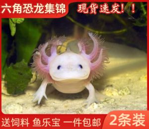 六角恐龍魚如何喂食飼料：六角恐龍魚喂食飼料的詳細(xì)指南 龍魚百科 第5張