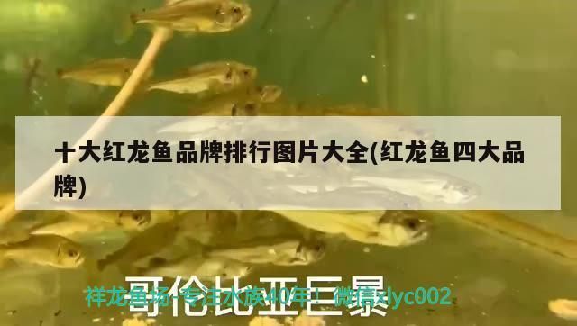 龍魚四大品牌：龍魚價(jià)格對(duì)比品牌深度解析 龍魚百科 第4張