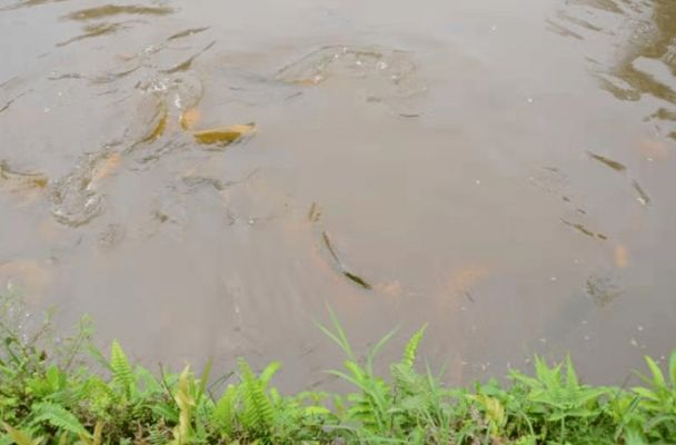 龍魚專用飼料配方vs祥龍魚場：龍魚專用飼料與祥龍魚場所提供的飼料配方與對比 vs祥龍魚場 第4張