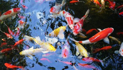 龍魚和招財(cái)魚打架誰厲害：龍魚和招財(cái)魚在打斗方面各有優(yōu)勢(shì) 水族問答 第2張