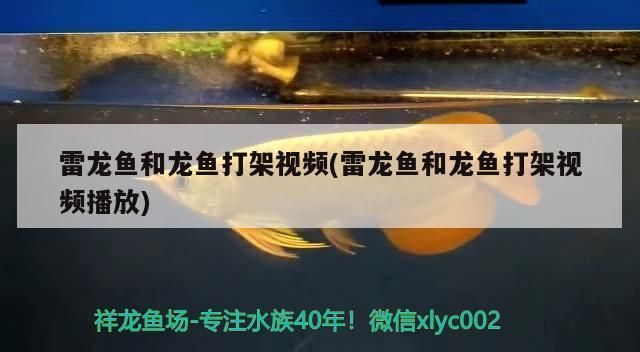 龍魚打斗視頻：觀看龍魚打斗視頻可能會出于多種目的，觀看龍魚打斗視頻可能出于多種目的 龍魚百科 第2張