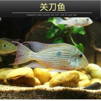 對(duì)比斯維尼關(guān)刀魚(yú)：斯維尼關(guān)刀魚(yú)是一道著名的中式料理 龍魚(yú)百科 第3張