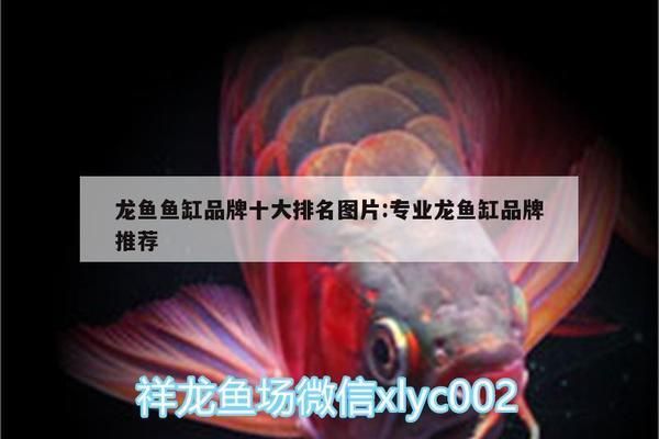 龍魚魚缸有些什么品牌vs祥龍魚場(chǎng)：祥龍魚場(chǎng)龍魚品牌對(duì)比分析 vs祥龍魚場(chǎng) 第5張