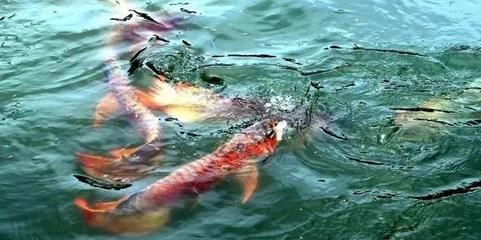 龍魚(yú)怎么搭配養(yǎng)vs祥龍魚(yú)場(chǎng)：關(guān)于龍魚(yú)混養(yǎng)的建議