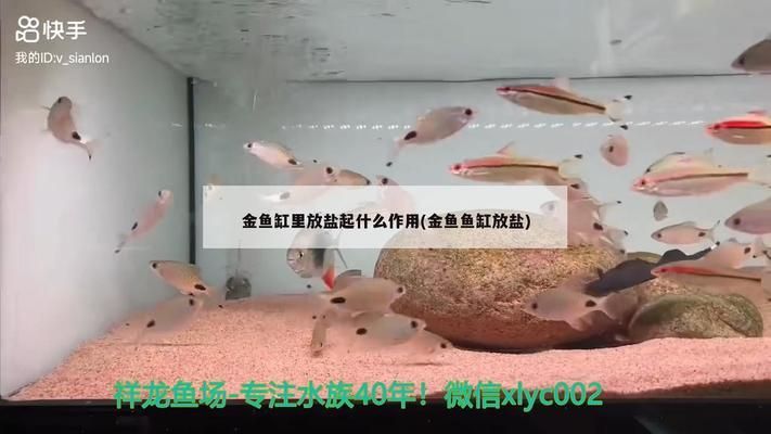 養(yǎng)金龍魚需要放鹽嗎vs祥龍魚場：養(yǎng)金龍魚時是否需要加鹽以及加鹽的比例 vs祥龍魚場 第1張