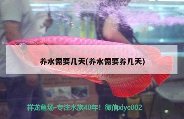 龍魚需要養(yǎng)水幾天vs祥龍魚場(chǎng)：祥龍魚場(chǎng)的水質(zhì)管理