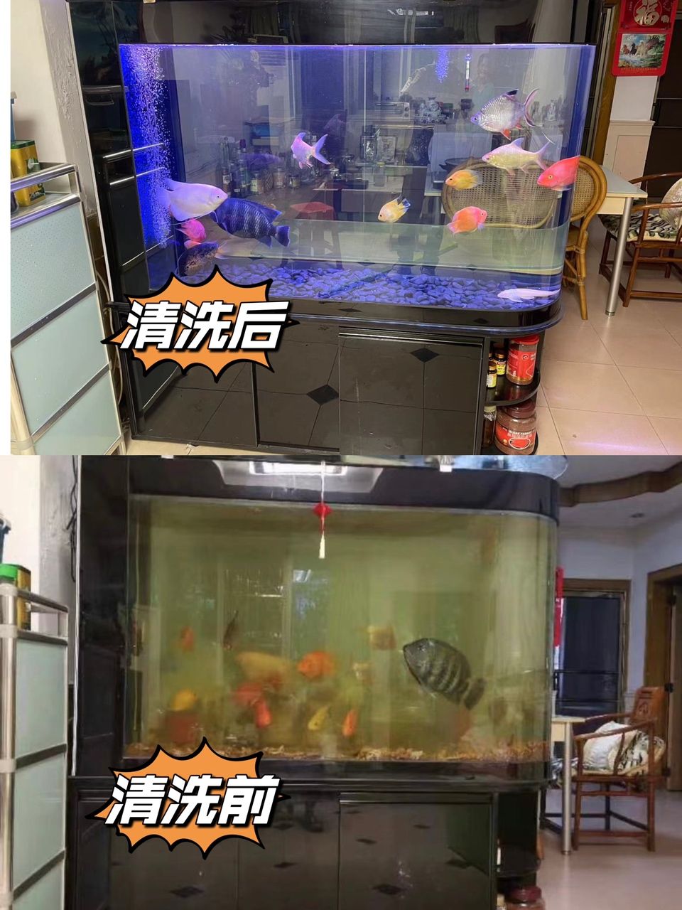 廣州魚(yú)缸清洗護(hù)理，魚(yú)缸安裝，搬運(yùn)：同城魚(yú)缸搬運(yùn) 觀賞魚(yú)論壇 第2張