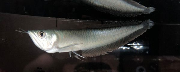 龍魚(yú)忽然間滿缸亂游：龍魚(yú)為何會(huì)在一個(gè)不尋常的時(shí)刻突然在魚(yú)缸里亂游？ 水族問(wèn)答 第1張