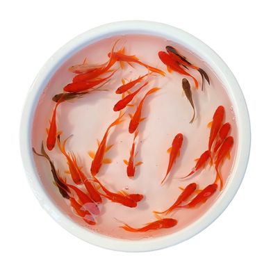 龍魚魚食哪個(gè)牌子好吃vs祥龍魚場(chǎng)：龍魚魚食哪個(gè)牌子好吃 vs祥龍魚場(chǎng) 第4張