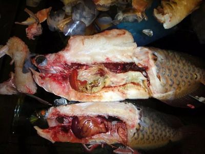 龍魚(yú)膽小不吃怎么辦：龍魚(yú)不吃食怎么辦