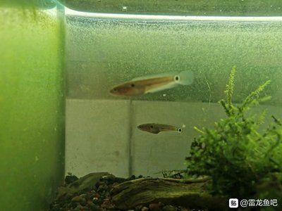 雷龍魚缸內(nèi)布置技巧：如何有效布置雷龍魚缸 龍魚百科 第4張