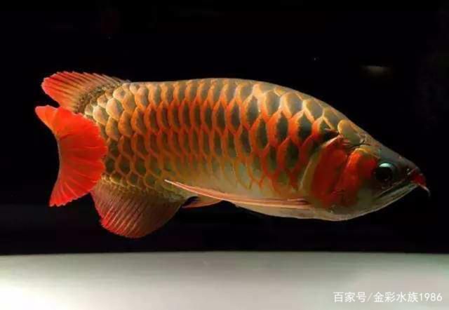 龍魚上色：龍魚上色的方法和技巧 龍魚百科 第3張