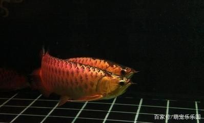 如何看龍魚品相vs祥龍魚場(chǎng)：龍魚品相鑒定標(biāo)準(zhǔn)