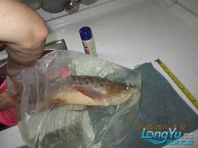 龍魚麻醉需要停食嗎為什么：龍魚在麻醉前需要停食嗎 龍魚百科 第4張