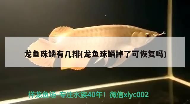 小龍魚撞掉了鱗片vs祥龍魚場：小龍魚撞掉了鱗片vs祥龍魚場口碑調(diào)查小龍魚養(yǎng)護技巧分享 vs祥龍魚場 第3張