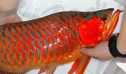 紅龍魚(yú)魚(yú)苗真假鑒別圖：如何鑒別紅龍魚(yú)魚(yú)苗的真?zhèn)?></a><h4 class=