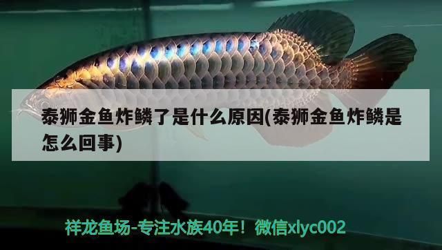 龍魚炸鱗病的救治方法vs祥龍魚場：祥龍魚場的龍魚品種介紹 vs祥龍魚場 第5張