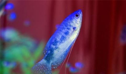 藍龍魚長多大：藍龍魚的體長一般在10-15厘米之間 龍魚百科 第4張