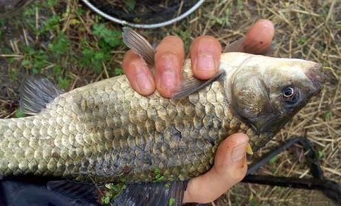 龍魚換水可以喂食嗎：龍魚換水期間喂食是必要的但需要遵循正確的喂食方法 水族問答 第1張