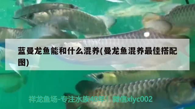 龍魚配什么魚最上檔次藍(lán)曼龍與龍魚可以混養(yǎng)嗎 龍魚百科 第2張