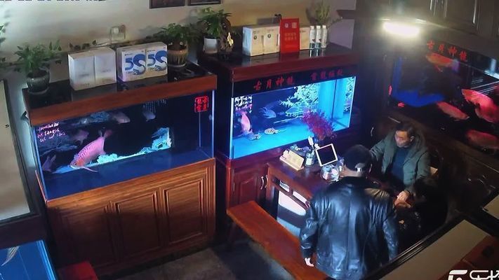 龍魚撞破魚缸怎么辦啊vs祥龍魚場：龍魚撞破魚缸怎么辦 vs祥龍魚場 第3張