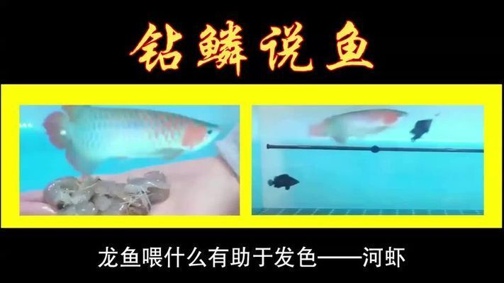 龍魚發(fā)色吃什么最好呢圖片大全視頻：如何判斷龍魚食物新鮮度 龍魚百科 第4張