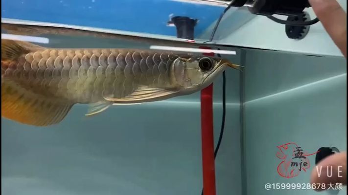 龍魚下掛手術(shù)vs祥龍魚場：“龍魚下掛手術(shù)”與“祥龍魚場”兩個養(yǎng)殖項目的關(guān)系 vs祥龍魚場 第1張