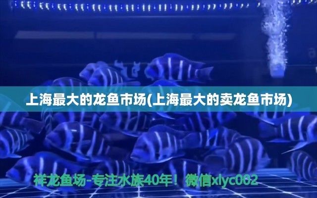 上海最大的賣龍魚市場：上海最大的賣龍魚市場位于浦東新區(qū)浦東新區(qū)浦東南路2588號 龍魚百科 第2張