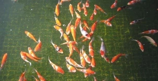 龍魚會(huì)被餓死嗎：如何正確飼養(yǎng)龍魚 水族問答 第1張