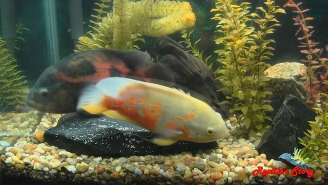 龍魚會被餓死嗎：如何正確飼養(yǎng)龍魚 水族問答 第2張