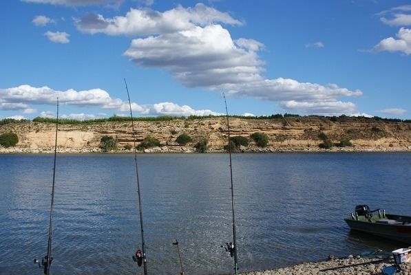 什么牌子的金龍魚好：金龍魚食用油哪種好 龍魚百科 第2張