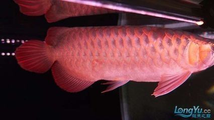 龍魚(yú)立磷病為什么冶不好：龍魚(yú)立磷病治療困難的原因有哪些 龍魚(yú)百科 第2張