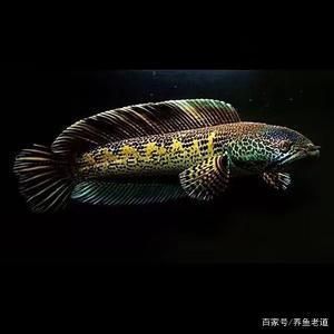 黃金眼鏡蛇雷龍魚飼養(yǎng)方法：黃金眼鏡蛇雷龍魚的飼養(yǎng)方法 龍魚百科 第1張