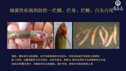 如何預(yù)防雷龍魚(yú)感染寄生蟲(chóng)：如何有效預(yù)防雷龍魚(yú)感染寄生蟲(chóng) 龍魚(yú)百科 第1張