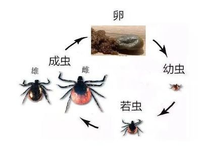 如何預(yù)防雷龍魚(yú)感染寄生蟲(chóng)：如何有效預(yù)防雷龍魚(yú)感染寄生蟲(chóng) 龍魚(yú)百科 第6張