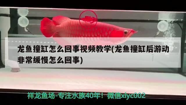 龍魚撞缸后游動(dòng)非常緩慢怎么回事啊vs祥龍魚場(chǎng)：龍魚撞缸后游動(dòng)緩慢可能由以下幾個(gè)原因引起龍魚撞缸