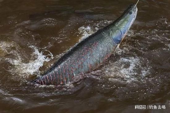 巨骨舌魚幼魚飼料品牌推薦：巨骨舌魚幼魚飼料品牌推薦巨骨舌魚幼魚飼料保存方法 龍魚百科 第5張