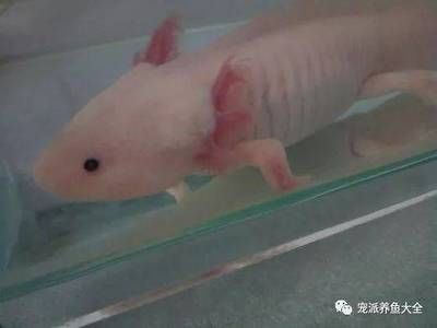 恐龍魚 大全：恐龍魚品種介紹 龍魚百科 第5張