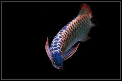 龍魚(yú)混養(yǎng)魚(yú)推薦：關(guān)于龍魚(yú)混養(yǎng)的5個(gè)疑問(wèn) 水族問(wèn)答 第1張