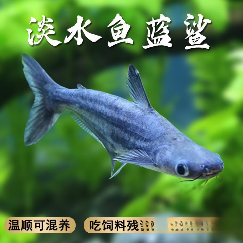 龍魚 群游魚：如何在龍魚缸中欣賞到群游魚的壯觀景象 龍魚百科 第1張