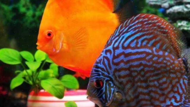 龍魚活多少年死亡的：關于龍魚的常見問題 水族問答 第2張