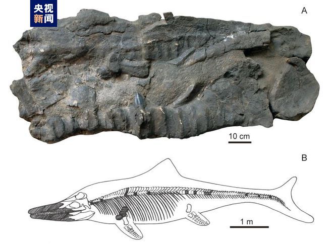 龍魚化石分類：中華金龍魚化石的分類 龍魚百科 第4張