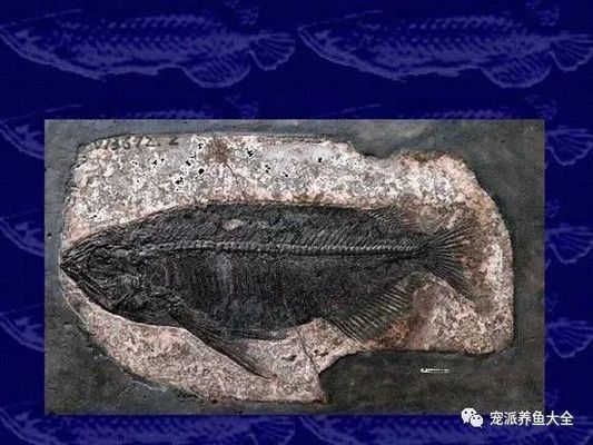 金龍魚的學名：金龍魚的學名是scleropagesformosus 龍魚百科 第4張