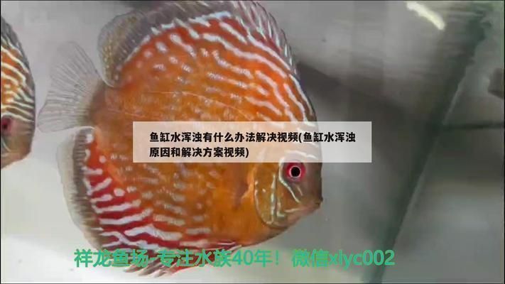 龍魚有白點病怎么辦用什么藥vs祥龍魚場：如何治療龍魚白點病的自然方法 vs祥龍魚場 第3張