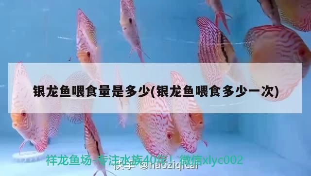 龍魚用手喂還是鑷子vs祥龍魚場：龍魚手喂的風(fēng)險鑷子喂食的正確方法祥龍魚場的評價 vs祥龍魚場 第5張