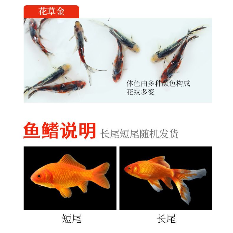 龍魚飼料魚混養(yǎng)怎么樣：龍魚混養(yǎng)飼料選擇指南 龍魚百科 第5張